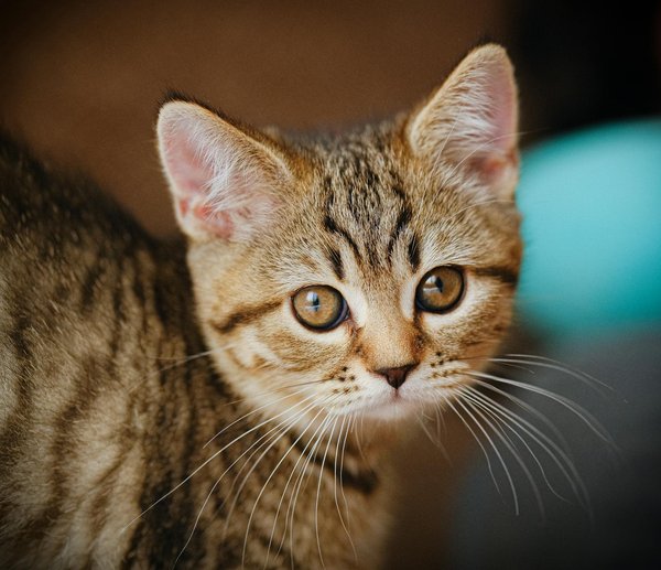 Comment savoir si mon chien a besoin d'une consultation vétérinaire urgente ?