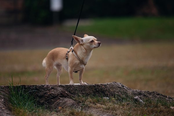 Comment les abeilles explorent-elles de nouvelles sources de nourriture dans leur environnement?