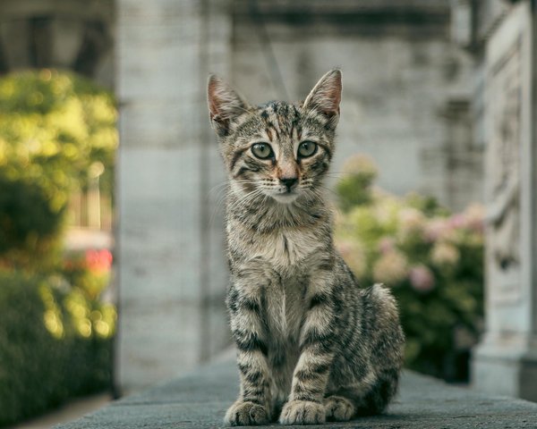Comment assurer une bonne hygiène auriculaire chez mon chien pour prévenir les infections ?