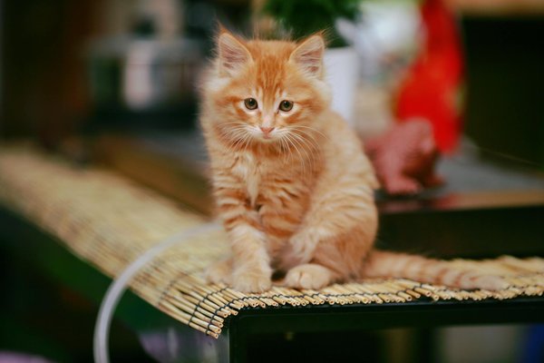 Quels sont les impacts de l'alimentation industrielle sur la santé de mon chien et quelles alternatives privilégier ?