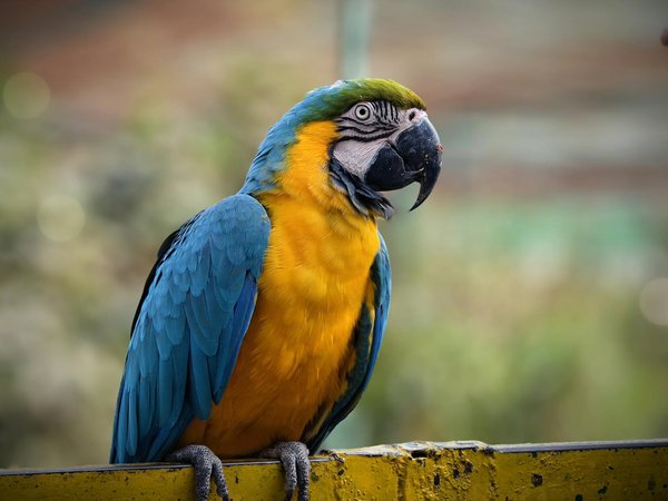 Découvrez le panier osier pour chien de vos rêves !