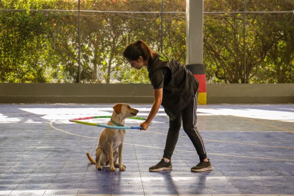 Améliorez l'éducation de votre chien grâce à un expert à nice
