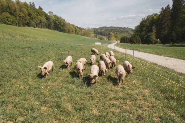 Cochon : découvrez les plaisirs de la ferme bio au chêne