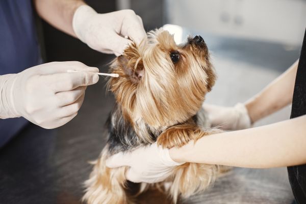 Comment assurer une bonne hygiène auriculaire chez mon chien pour prévenir les infections ?