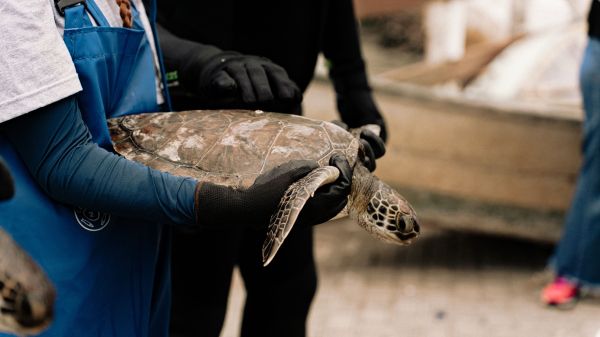 Comment la participation communautaire peut-elle renforcer les efforts de conservation des espèces en danger ?