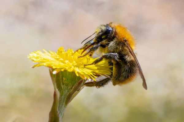Comment les abeilles explorent-elles de nouvelles sources de nourriture dans leur environnement?