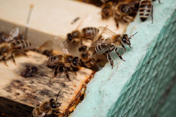 Comment les insectes sociaux, comme les abeilles, répartissent-ils les tâches au sein de leur colonie?