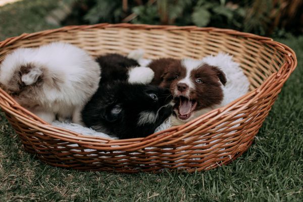 Découvrez le panier osier pour chien de vos rêves !