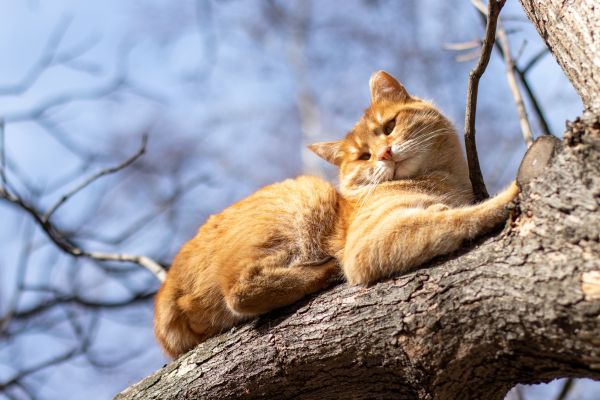 Quelles activités en extérieur sont sécuritaires pour un chat ?