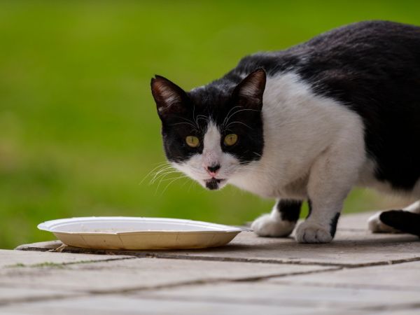 Quels aliments doivent être évités pour assurer la santé de votre chat ?