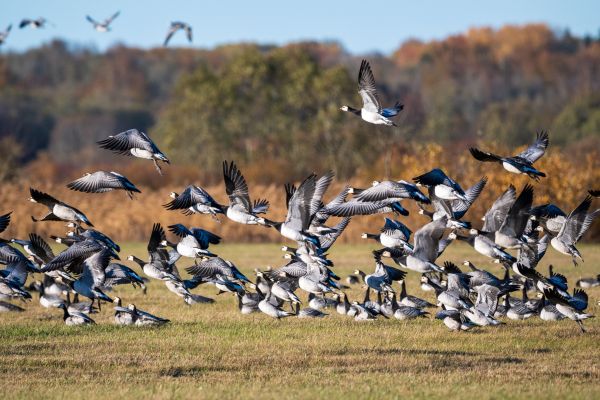 Quels sont les défis de la conservation des espèces migratrices face aux changements d'habitat ?