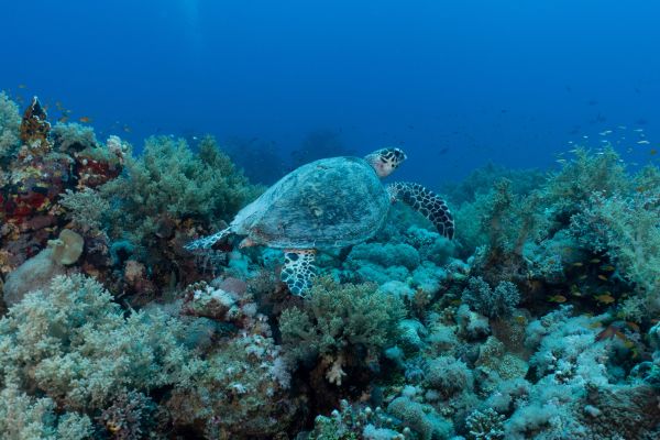 Quels sont les enjeux de la conservation des habitats marins pour la survie des tortues?