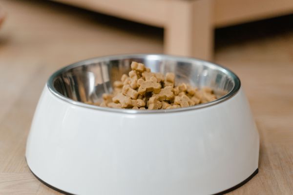 Quels sont les impacts de l'alimentation industrielle sur la santé de mon chien et quelles alternatives privilégier ?