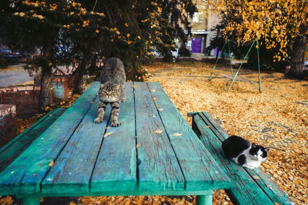 Quels sont les meilleurs moyens d'observer le comportement naturel de votre chat ?